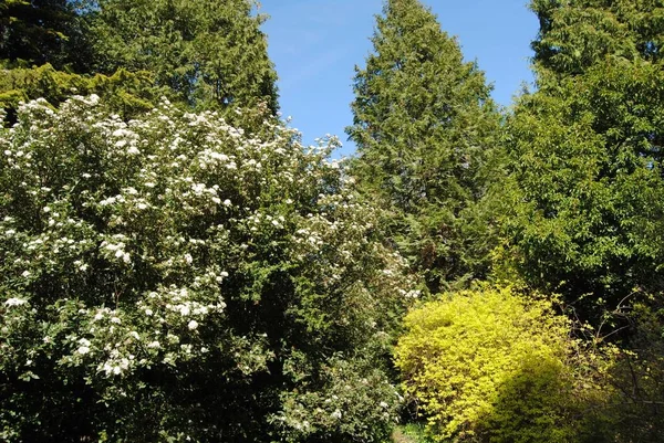 The Botanical Gardens, Royal Victoria Park, Bath, England. March 25 2019. — Stock Photo, Image