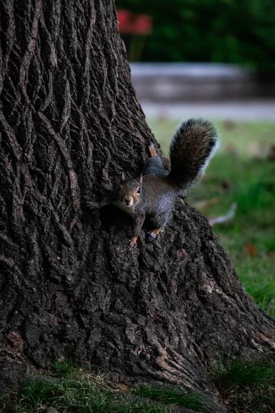 Eine Vertikale Aufnahme Eines Niedlichen Eichhörnchens Das Mitten Park Hängt — Stockfoto