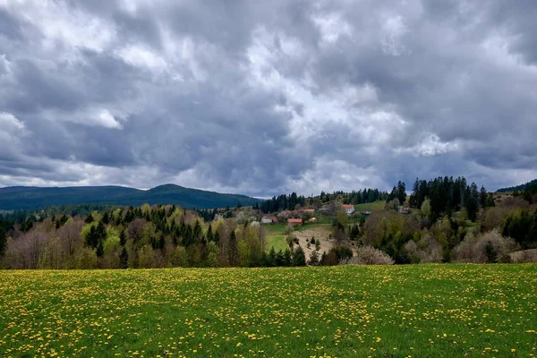 Landskap i en skog full av olika typer av växter — Stockfoto