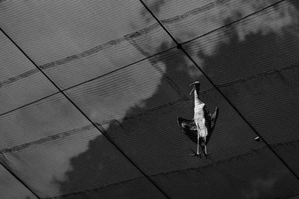 Серая Птица Длинным Открытым Клювом Металлических Заборах Солнечным Светом — стоковое фото