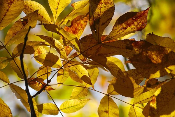 Closeup of yellow leaves on tree branches under sunlight with a blurry background — Photo