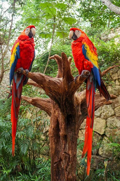 Vertical shot of two magnificent macaws sitting on a tree trunk in a forest — Stock Photo, Image