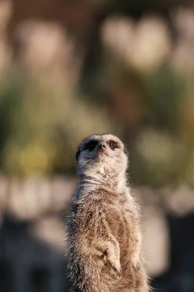 Tiro Close Vertical Meerkat Bonito Com Fundo Borrado — Fotografia de Stock