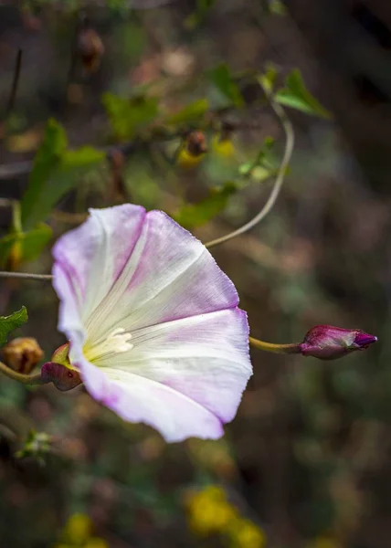 Close Vertical Moonflower Praia Com Fundo Embaçado — Fotografia de Stock