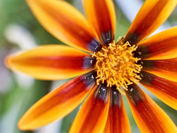 Tiro foco seletivo de uma flor margarida Africano laranja com um fundo embaçado — Fotografia de Stock