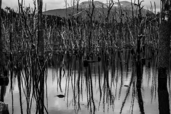Grey scale shot of the reflection of the trees in Ushuaia Lake captured in Patagonia Argentina — 스톡 사진