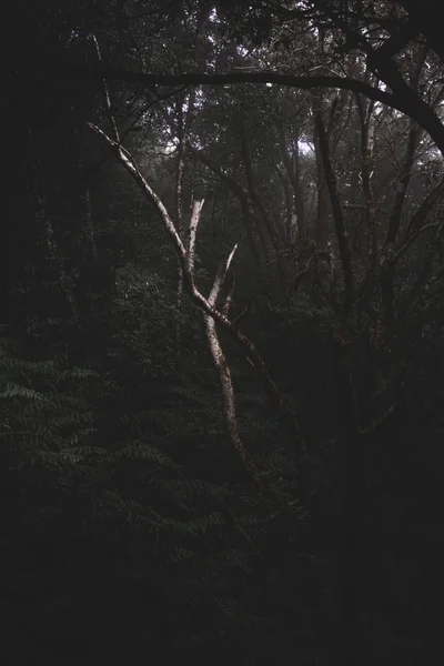 Plano Vertical Oscuro Bosque Misterioso Lleno Diferentes Tipos Plantas — Foto de Stock