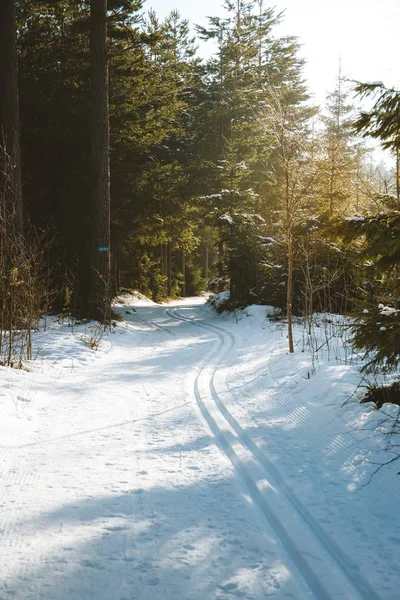 Vertical Shot Tall Trees Snow Covered Ground Captured Sun Light — 스톡 사진