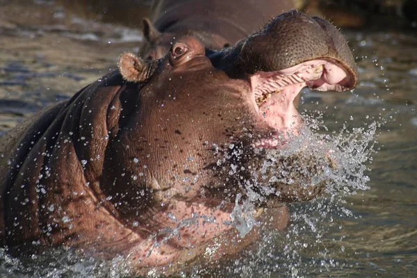 Hippopotamus Open Mouth Water Sunlight Blurry Background — Stock Photo, Image