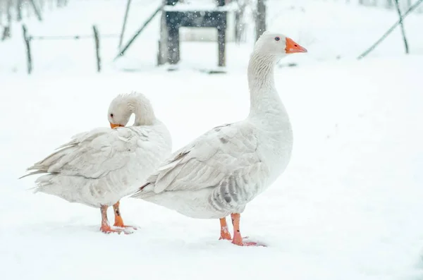 Primo Piano Due Oche Carine Piedi Sul Terreno Innevato Fuori — Foto Stock