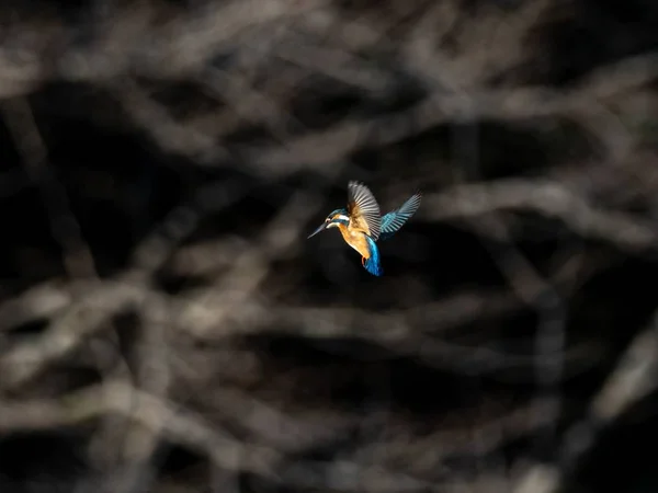 A selective focus shot of a common kingfisher flying above the Izumi Forest in Yamato, Japan