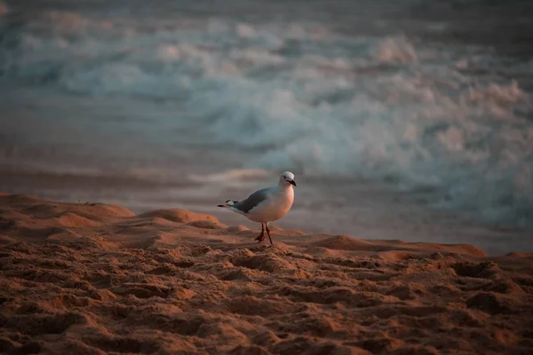 Eine Möwe Thront Auf Einem Felsen Mit Dem Schönen Meer — Stockfoto