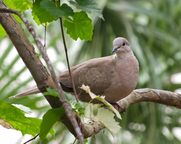 Stock Dove Sitting Tree Branch Surrounded Greenery Sunlight Blurry Background — Stock Photo, Image