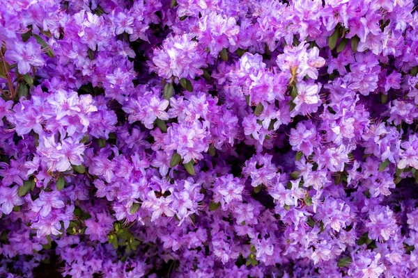 美しい小さな紫色の花の高角度選択的フォーカスショット 壁紙に最適 — ストック写真