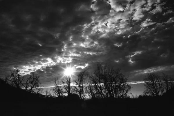 Серый Снимок Лиственных Деревьев Солнцем Сияющим Облаками — стоковое фото