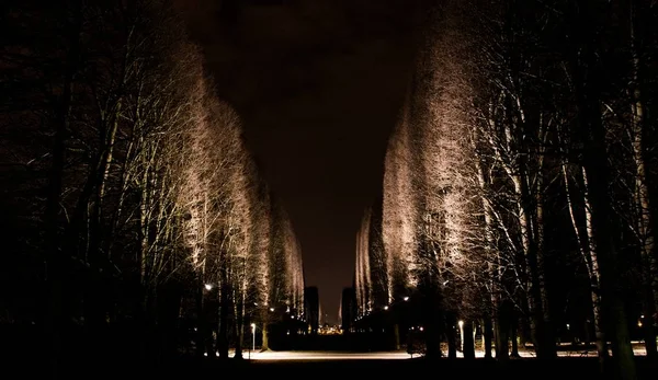 Μονοπάτι στη μέση των ψηλών δέντρων χωρίς φύλλα με αναμμένα φώτα του δρόμου τη νύχτα — Φωτογραφία Αρχείου