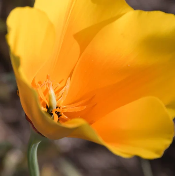 Szelektív Fókusz Felvétel Egy Gyönyörű Sárga Kaliforniai Poppy — Stock Fotó
