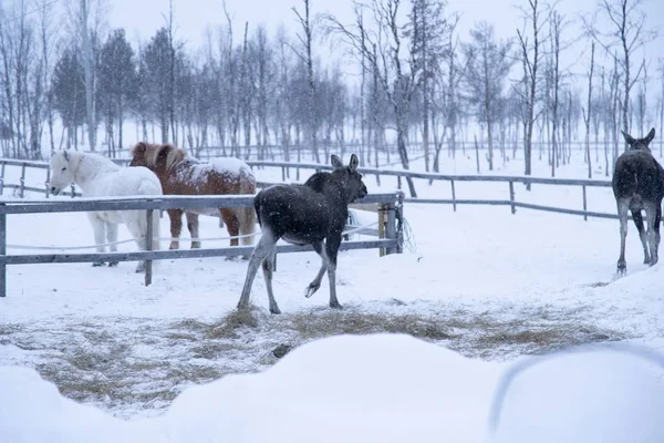 Losí Procházka Farmě Obklopená Dřevěným Plotem Zimě — Stock fotografie