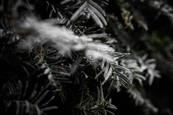 Greyscale selective focus shot of the leaves of a spruce tree with a blurry background — 스톡 사진