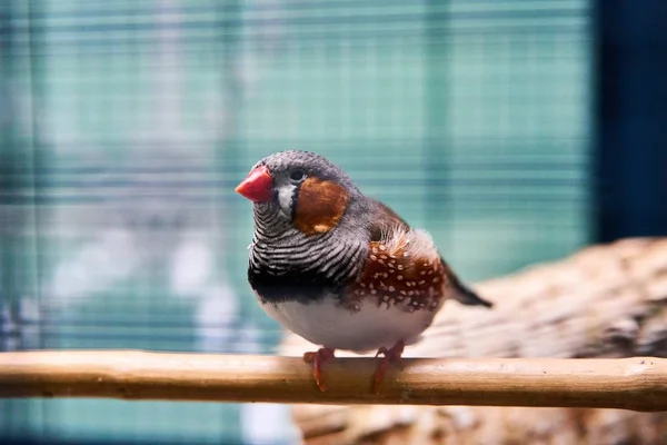 Tiro foco seletivo de um pássaro pequeno bonito sentado em um galho de madeira com um fundo borrado — Fotografia de Stock