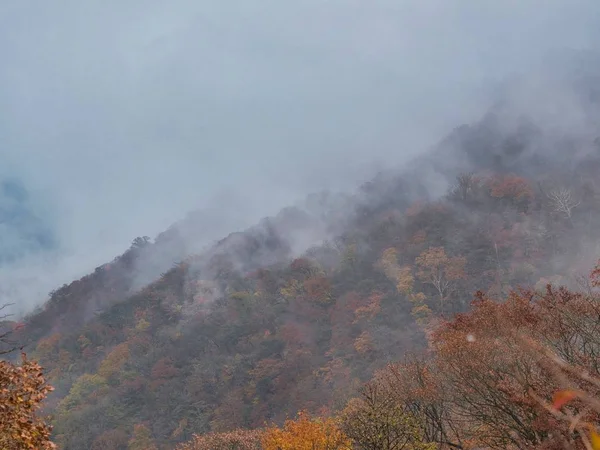 Wzgórze pokryte lasami pokrytymi mgłą z zamglonym tłem — Zdjęcie stockowe