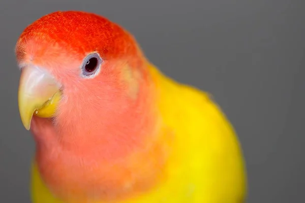 Gros Plan Tourtereau Visage Pêche Avec Des Plumes Colorées Sur — Photo