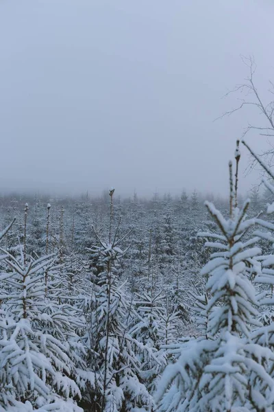 Plano Vertical Hermosos Pinos Cubiertos Nieve Capturados Durante Niebla —  Fotos de Stock
