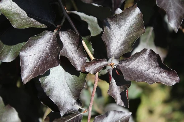 Alto ángulo de tiro de hermosas y exóticas hojas de haya de cobre en un jardín — Foto de Stock