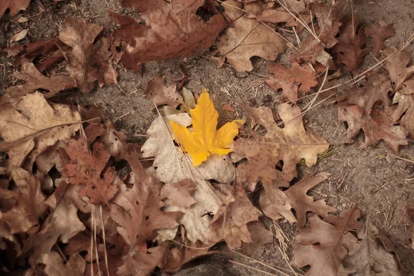 Folha de bordo amarelo cercado por folhas secas caídas - ótimo para um papel de parede natural — Fotografia de Stock