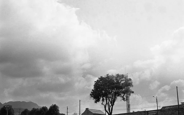 Серый снимок дерева перед домами под облачным небом — стоковое фото