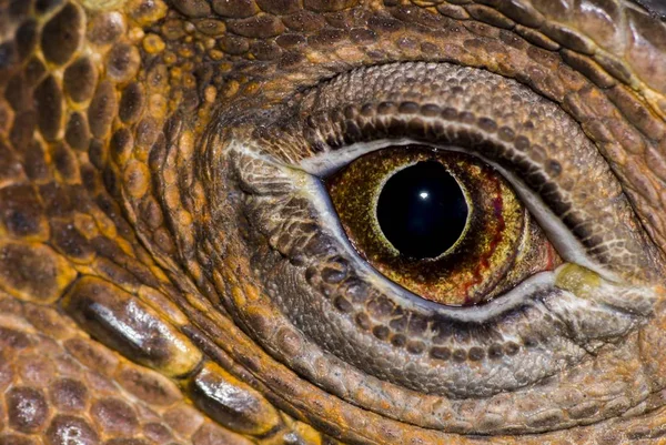 Closeup Shot Alligator Deep Breathtaking Eye — 스톡 사진