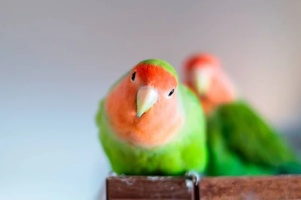 Cute Peach Faced Lovebird Blurred Background — Stock Photo, Image