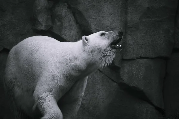 Tiro Escala Cinza Urso Polar Branco Rugindo Com Uma Expressão — Fotografia de Stock