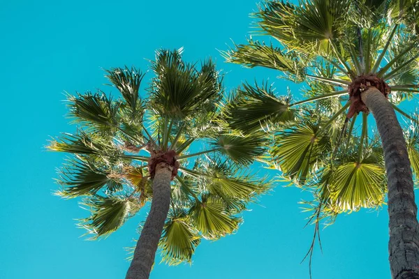 Vista en ángulo bajo de palmeras bajo un cielo azul y la luz del sol durante el día — Foto de Stock