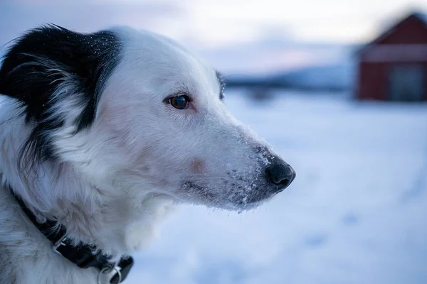 Крупный План Милой Собаки Снегом Носу Севере Швеции — стоковое фото