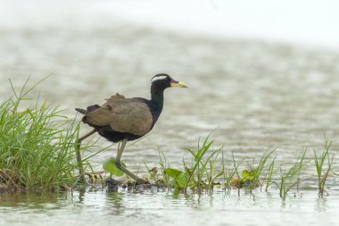 A selective focus shot of a Bronze-winged jacana bird walking in the Chilika Lake in Odisha, India clipart