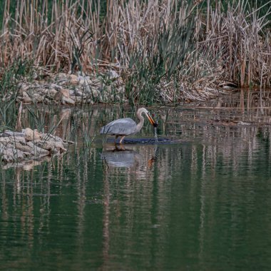 A heron eating a fish while standing in the water clipart