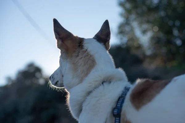 Selective Focus Shot Beautiful White Brown Dog Captured Trees — Stock Photo, Image