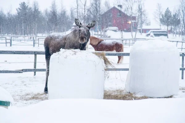 瑞典北部雪地上散步的一种农场动物 — 图库照片