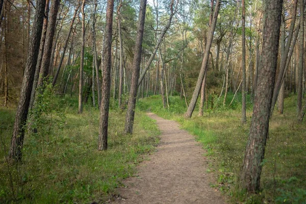 Caminho em uma floresta coberta de grama e árvores sob a luz do sol durante o dia — Fotografia de Stock