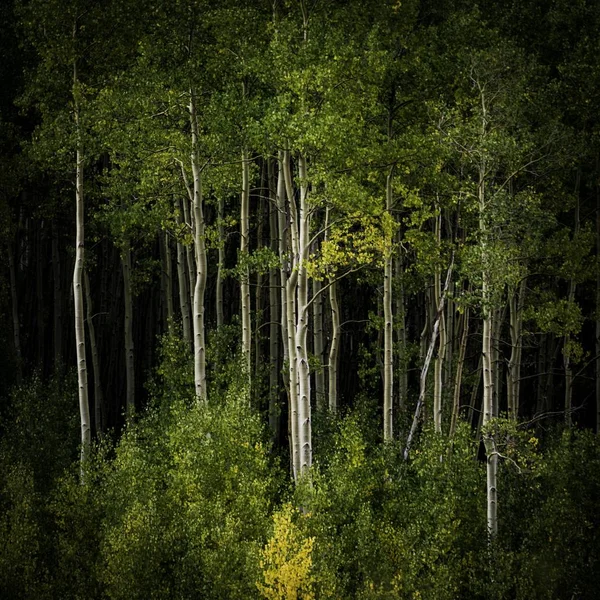 Egy Gyönyörű Táj Egy Erdő Tele Toronymagas Fák Egyéb Növények — Stock Fotó