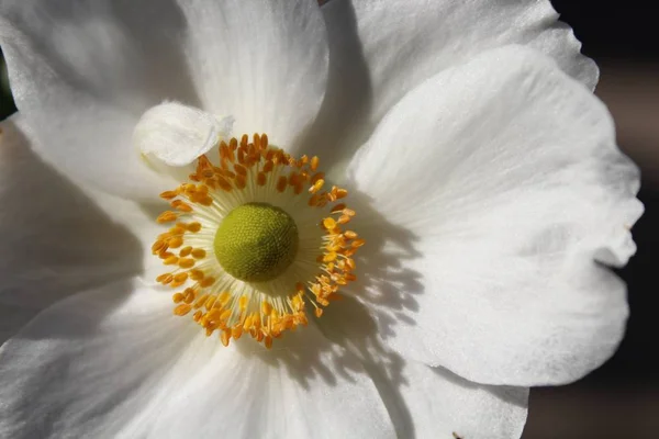 Closeup shot of a beautiful white anemone flower in a garden — Stock Photo, Image