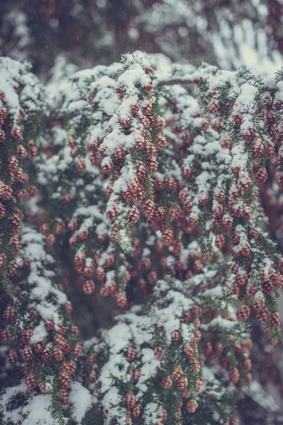 Uma Fotografia Vertical Dos Pequenos Cones Pinheiro Cobertos Neve Capturados — Fotografia de Stock