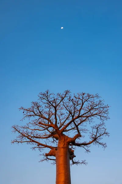 Plano Vertical Bajo Ángulo Árbol Sin Hojas Bajo Cielo Azul —  Fotos de Stock