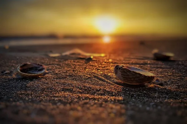 Tiro Seletivo Foco Dos Seashells Costa Arenosa — Fotografia de Stock