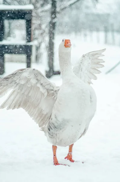 雪の結晶の間に外に立って翼を広げたガチョウの垂直閉鎖ショット — ストック写真