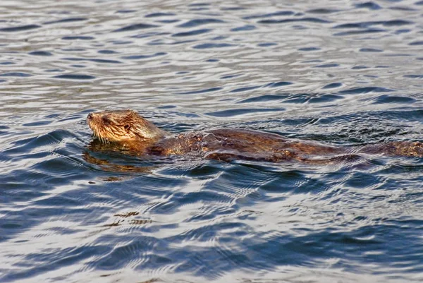 Nahaufnahme eines im Wasser schwimmenden Fischotters — Stockfoto