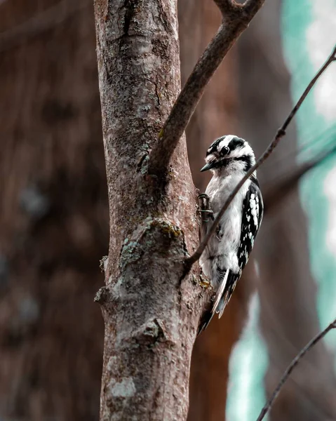 Vertical Shot Woodpecker Tree Blurred Background — Stock Photo, Image