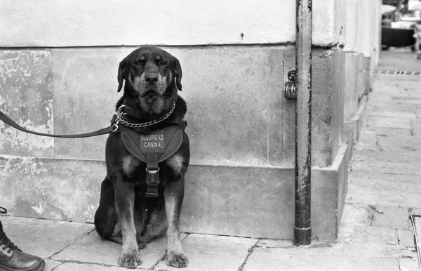 A grey scale shot of a black dog on a leash sitting on the sidewalk