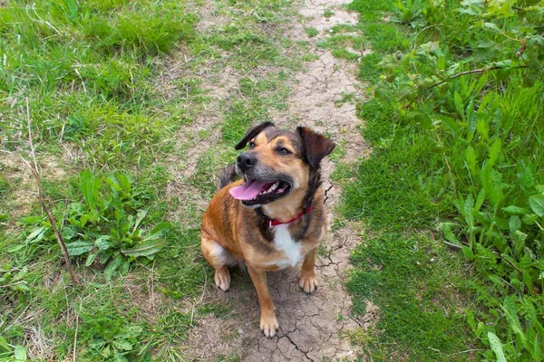 Gros Plan Angle Élevé Chien Compagnie Mignon Assis Sur Sol — Photo